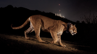 How P-22 Became Hollywood's Most Famous Mountain Lion